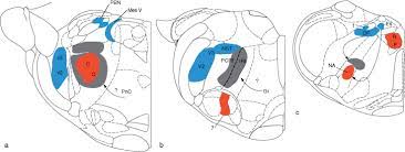 trigeminal motor nucleus an overview