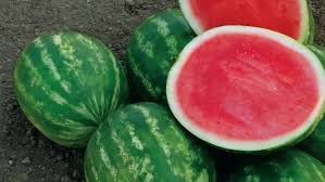 watermelon syngenta vegetable seeds us