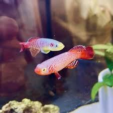 Buy saltwater fish online in kalyan & thane at fish4u. Best Fish Stores Near Me June 2021 Find Nearby Fish Stores Reviews Yelp