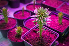But can you use any led lights to grow plants? How To Use Led Grow Lights For Indoor Plants Brite Labs