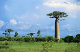 | lemurs, baobabs, rainforest, desert, hiking and diving: Plants Nations Madagascar Cgtn
