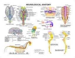 Amazon Com Equine Neurological System Anatomy Chart Tbd