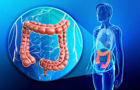 colon large intestine facts