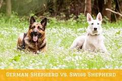 what-is-the-difference-between-a-white-german-shepherd-and-a-swiss-shepherd