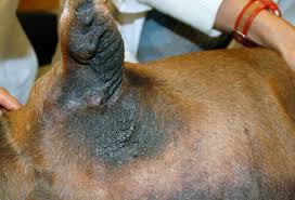 Puppy impetigo (pyoderma, juvenile pustular dermatitis) is an infection caused by bacteria such as staphylococcus, also called staph infection. Pet Health Slideshow Skin Problems In Dogs On Rxlist Com
