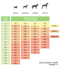 Dog Aging Guide For Age Appropriate Pet Care Dawgiebowl