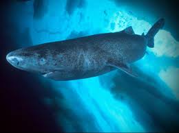 Shark Species Id The Greenland Shark Album On Imgur