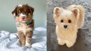 cutest mini doodle breeds what is the