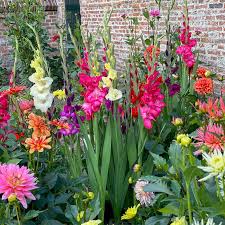 garden blend of gladiolas and dahlias