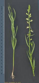 Linaria chalepensis (L.) Mill. - Herbari Virtual del Mediterrani ...