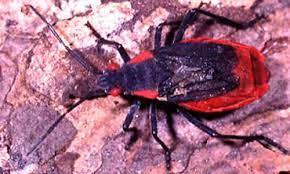 Florida red and black weaver bug. Scentless Plant Bugs Jadera Spp