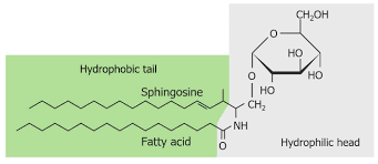 fatty acids and lipids concise