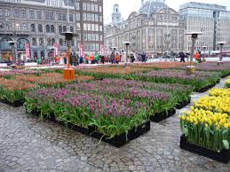 there s free flowers for national tulip