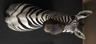New Taxidermy Head Of A Zebra Beast