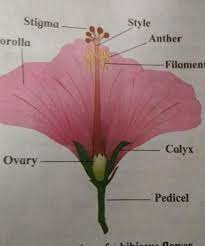vertical section of a hibiscus flower