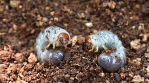 how to get rid of grubs sod solutions