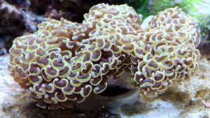 It's highly suggested that you target feed this coral 2x per week to keep it thriving. Gold Hammer Coral The Dream Finally Comes True Youtube