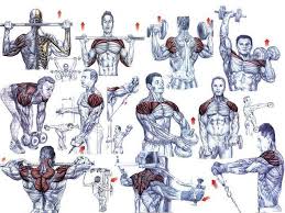 Shoulder Exercises For Beginning Bodybuilders Project Next