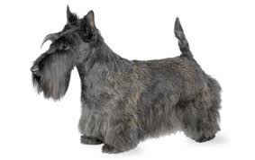 Scottish Terrier Dog Breed Information Pictures