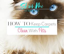 how to keep carpets clean with pets 4
