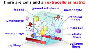 connective tissue