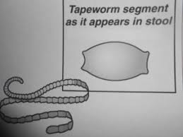 carmel veterinarian explains tapeworms