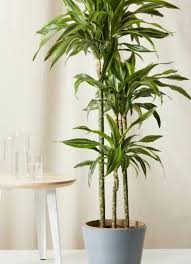 Beneficial Indoor Plants That Bloom