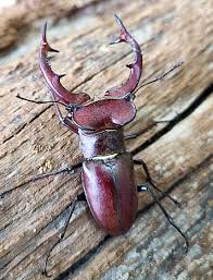 s horn beetle luc elaphus
