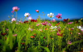 Flower field summer #6933897