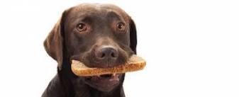 what-happens-when-a-dog-eats-an-entire-loaf-of-bread