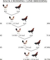 Pin By Joe Tapia On Gallos Chicken Breeds Chart Rooster