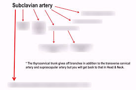 Subclavian Artery Flow Chart Diagram Quizlet