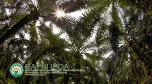 Seperti tanaman lain, kelapa sawit juga rentan terhadap serangan sejumlah penyakit, salah satu penyakit yang paling penting di kelapa sawit adalah busuk pangkal batang atau basal stem rot (bsr). Kesan Penanaman Kelapa Sawit