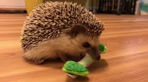 hedgehog toy chew mint stick you
