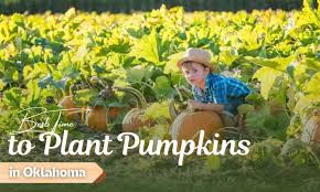 When To Plant Pumpkins In Oklahoma For
