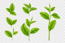 free vector realistic tea leaves and