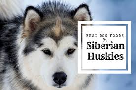 Best Dog Food For Siberian Huskies In 2019