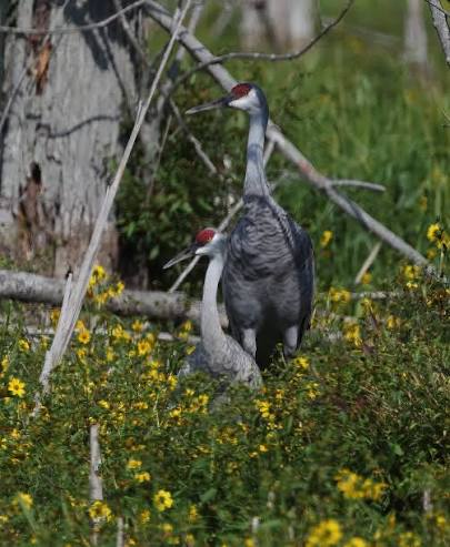 Sandhill cranes mate for life, typically after 7 years