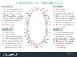 Adult International Tooth Numbering Chart Vector