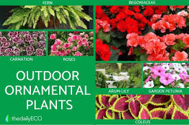 Ornamental Plants Types Photos And