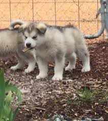 The husky is noted for its thickly furred double coat, erect triangular ears, and distinctive markings. Alaskan Malamute For Sale Oregon