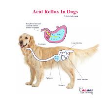 acid reflux in dogs symptoms causes