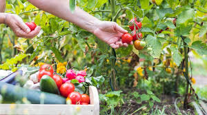 tomato companion planting grow the
