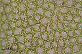 Plants and animal cells share many similarities because they are both eukaryotic cells. What Is An Animal Cell Facts Pictures Info For Kids Students
