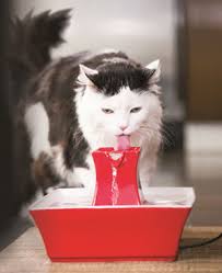 should cats get tap or filtered water