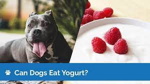 can dogs eat yogurt is yogurt safe for
