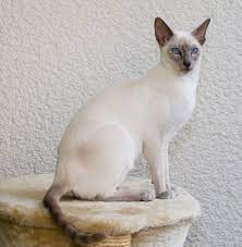 The spotted or marbled pattern is a dark blue or metal grey color. Siamese Cat Wikipedia