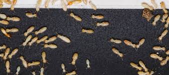 tiny white bugs in your house