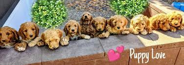 Miniature goldendoodle information and pictures. Frannie S Goldendoodle Puppies