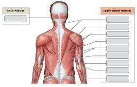 major skeletal muscles posterior view